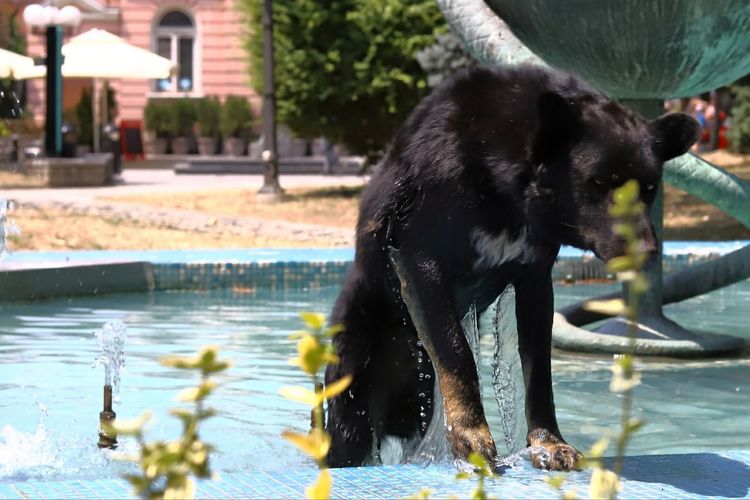 Dog drinking water in swimming pool