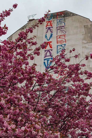 Low angle view of pink flowering tree against building