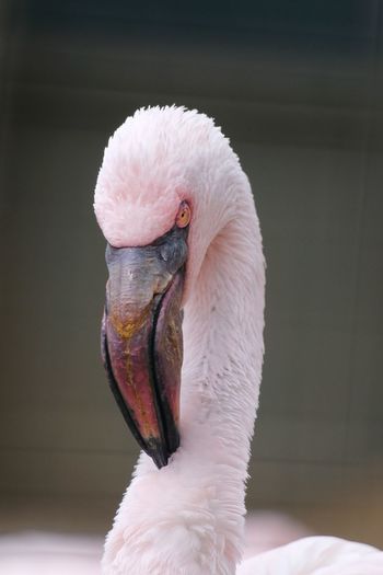 Close-up of a bird