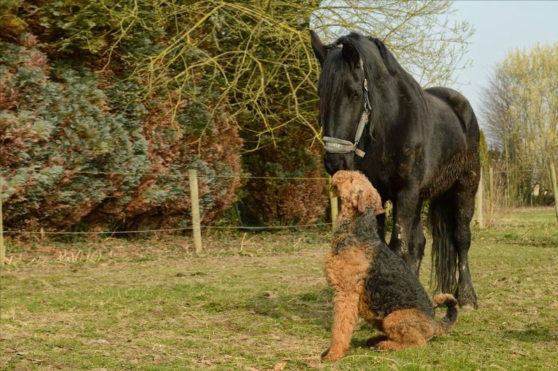 Airedale terrier and horse on grassy field