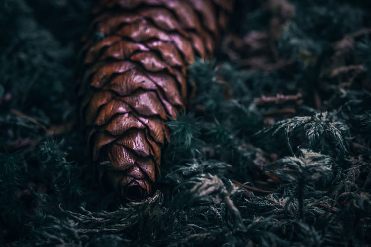 Close-up of pine cones