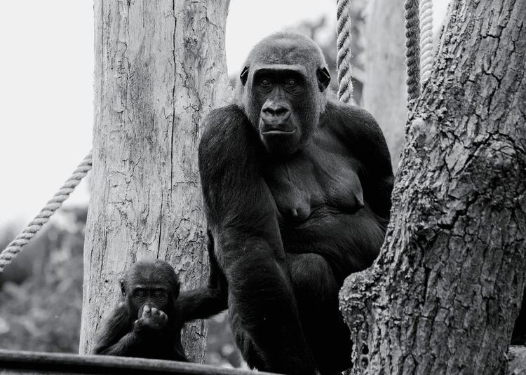 Close-up of ape on tree