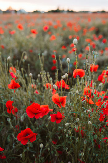 Close-up of red poppy flowers on field