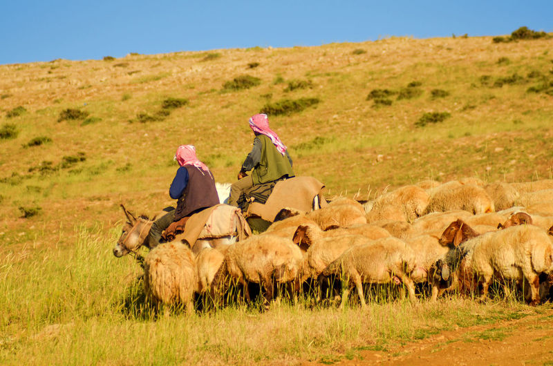 Farmers with sheep on field against sky