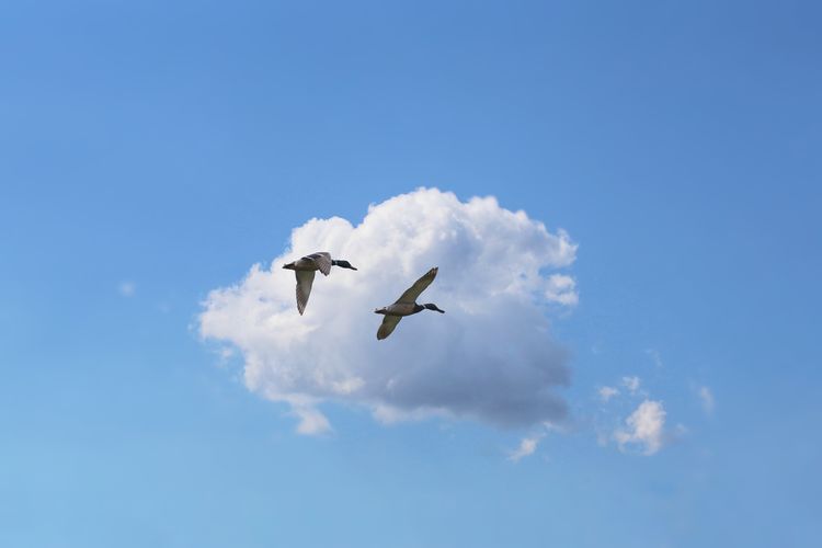Low angle view of ducks flying in sky