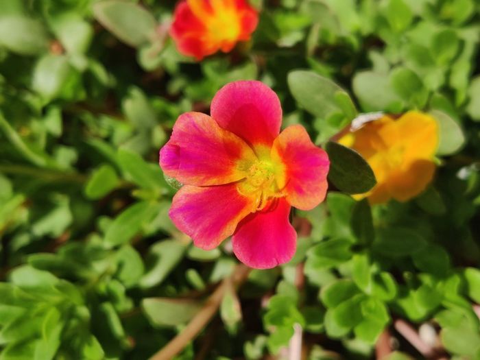 Close-up of pink flowering plant