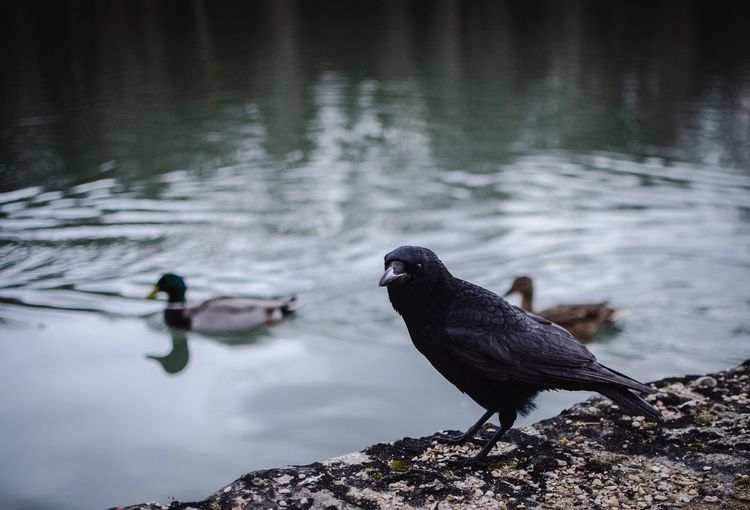 Raven against lake with mallard ducks swimming