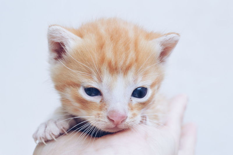 Close-up of hand holding kitten against white background