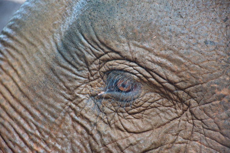 Closeup of elephant's eye in cambodian jungle