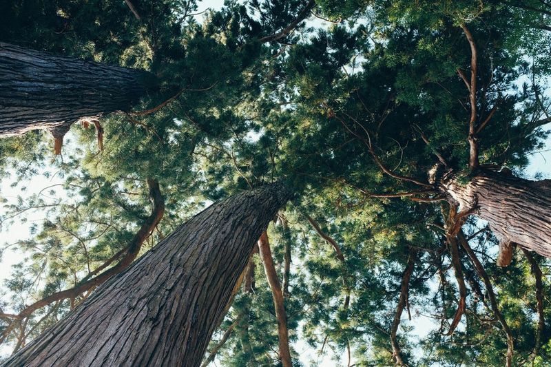 Low angle view of lizard on tree against sky