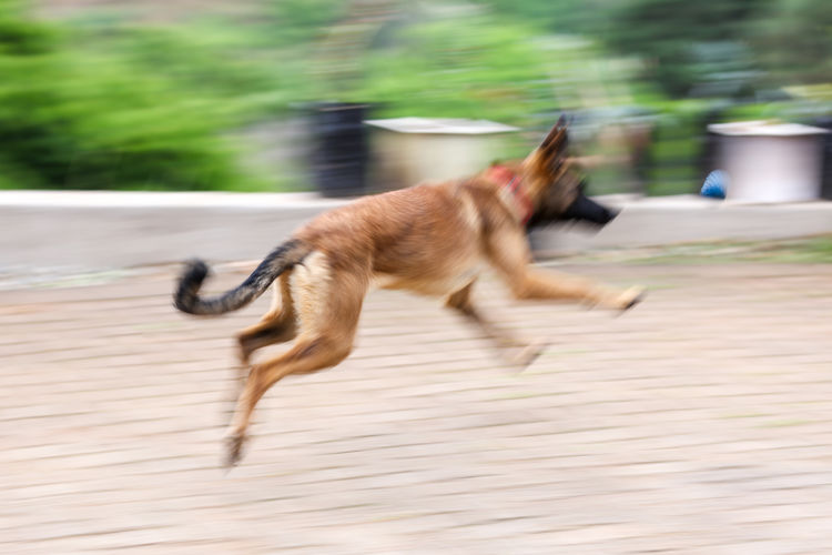 Side view of a dog running
