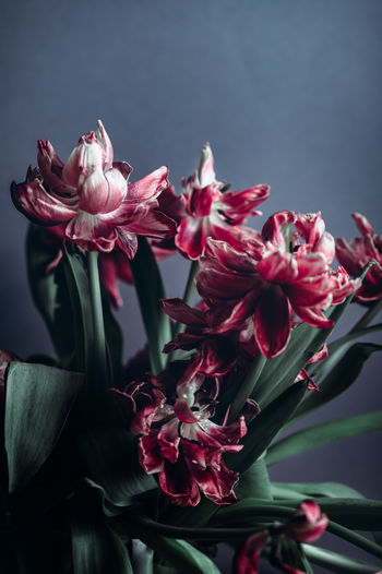 Dried parrot tulips. beautiful faded bunch of flowers, concept of lost, ended love, dark blue