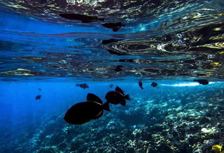 People swimming in sea