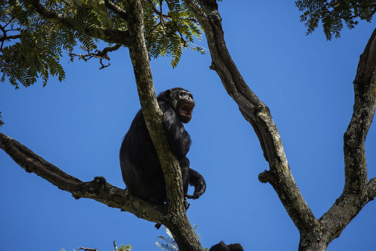 Low angle view of a chimpanzee on a tree against sky
