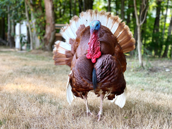 Turkey from thr front