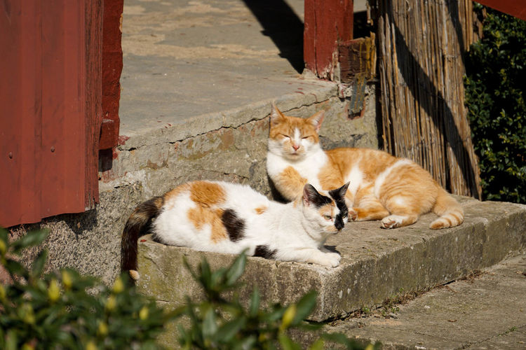 Portrait of cats lying on wall