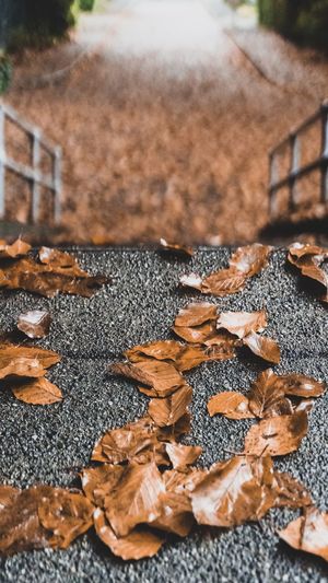 Close-up of dried leaves on field