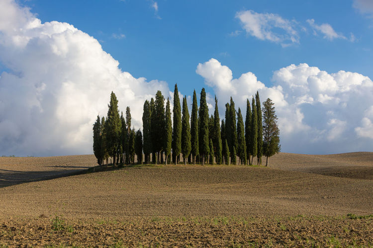 Panoramic view of agricultural field against sky