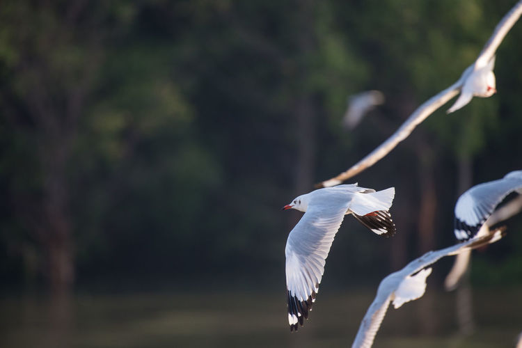 Birds flying against trees in forest