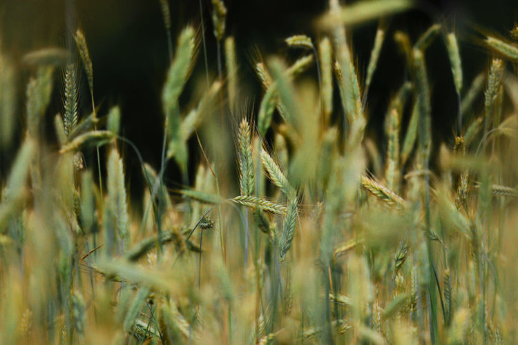 Close-up of stalks in field