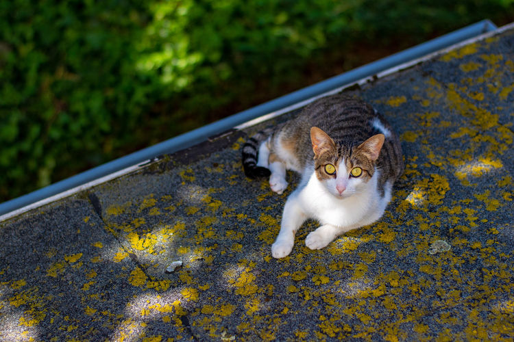High angle portrait of cat by yellow outdoors