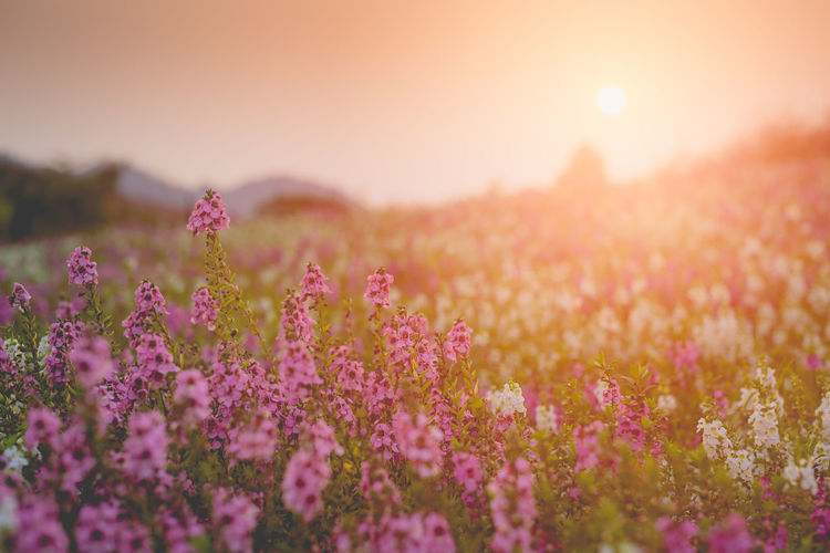 Close-up of pink flowering plants on field against sky during sunset