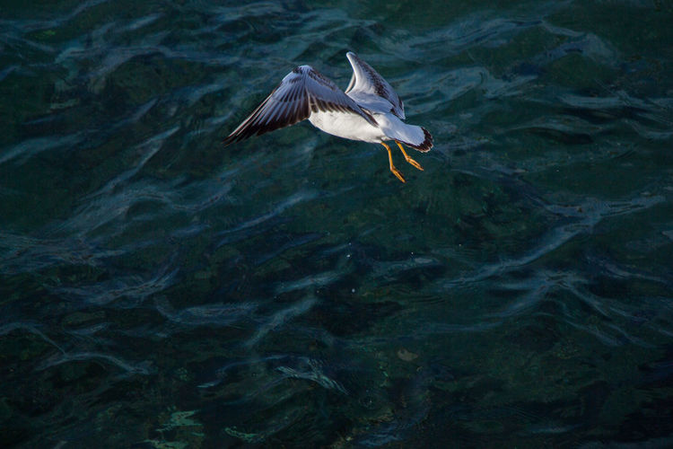 High angle view of seagull flying over sea