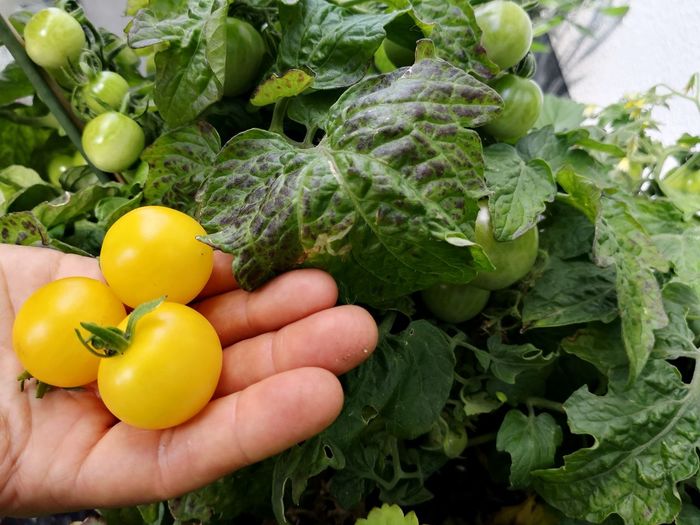 High angle view of hand holding yellow tomatoes 