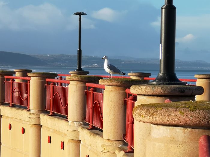 Seagull perching on wall by sea against sky