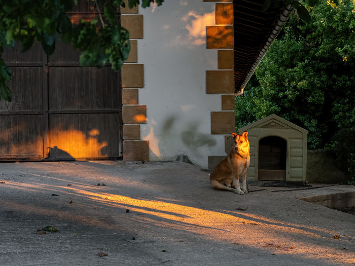 Domestic dog sitting near his booth on the street at the sunset.