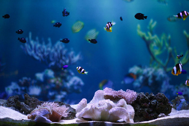 View of fishes swimming in aquarium