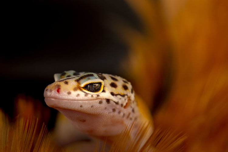 Close-up of a gecko