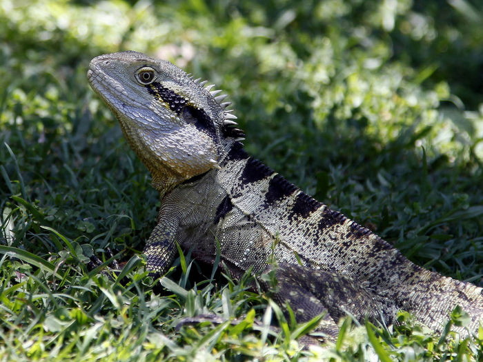 Close-up of bearded dragon on field