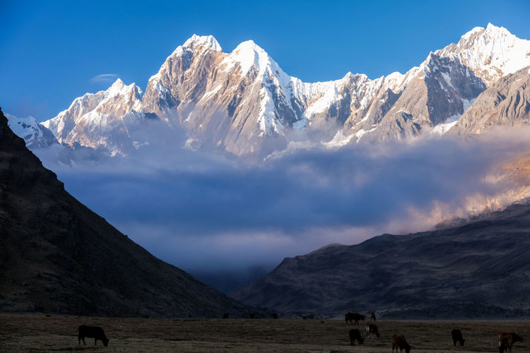 Horses grazing by mountains against sky