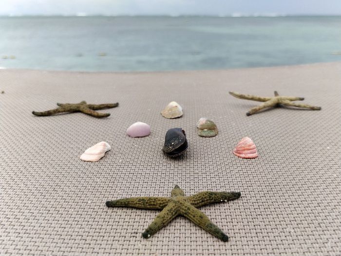 Seashells on table at beach