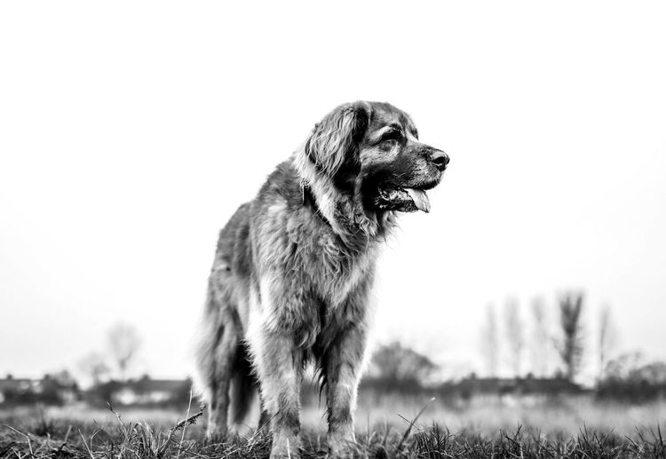 Dog on field