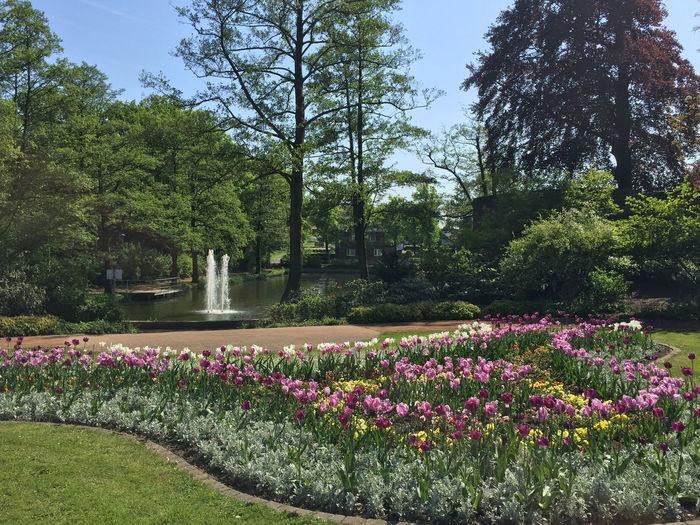 Flowering plants by trees in park