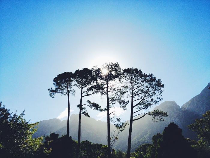 Low angle view of trees against blue sky