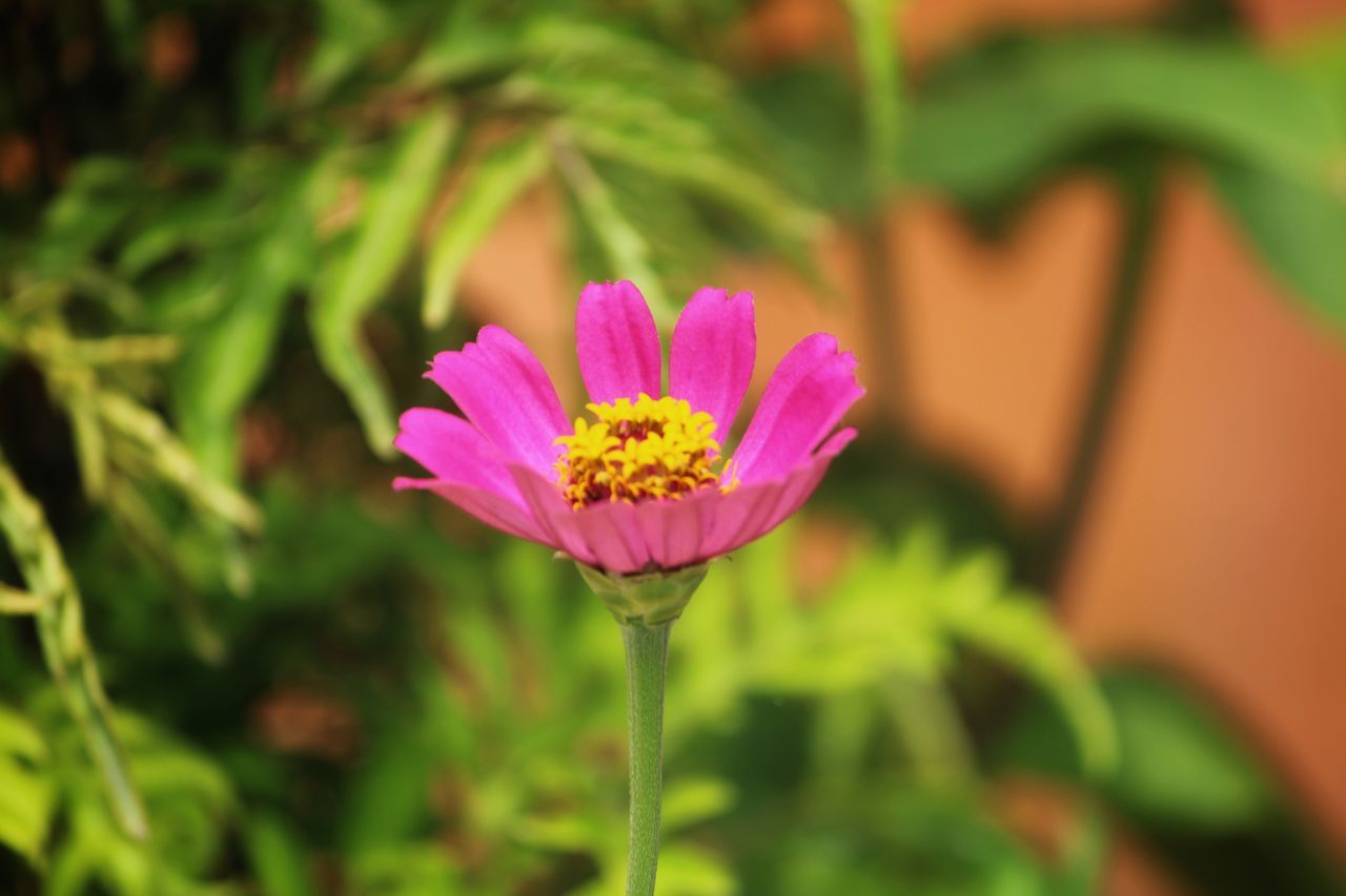 CLOSE-UP OF PINK FLOWER AGAINST WHITE BACKGROUND