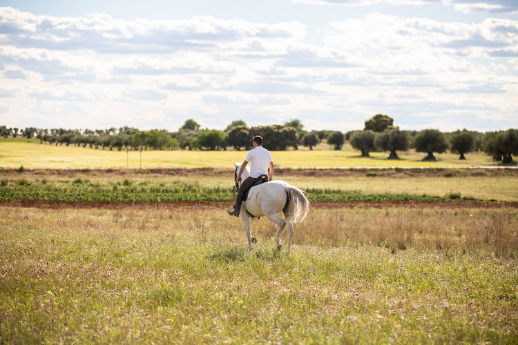 Man riding horse in a field