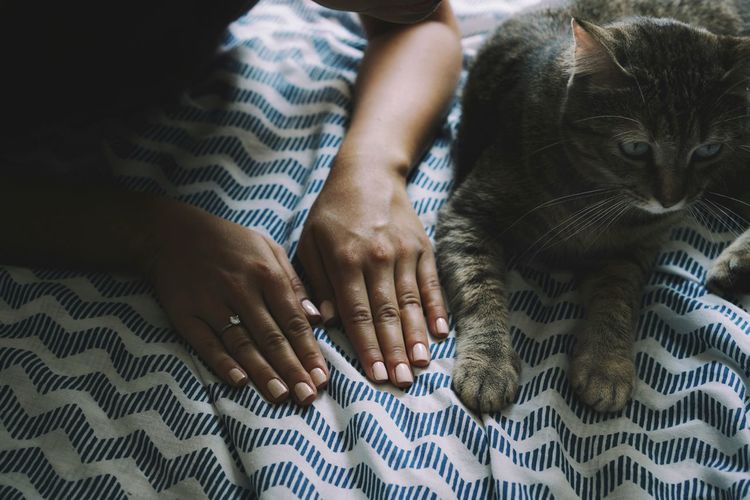 Cropped hands of woman by cat on bed