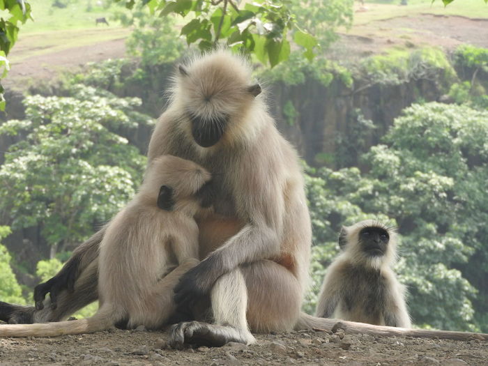 Monkey feeding baby