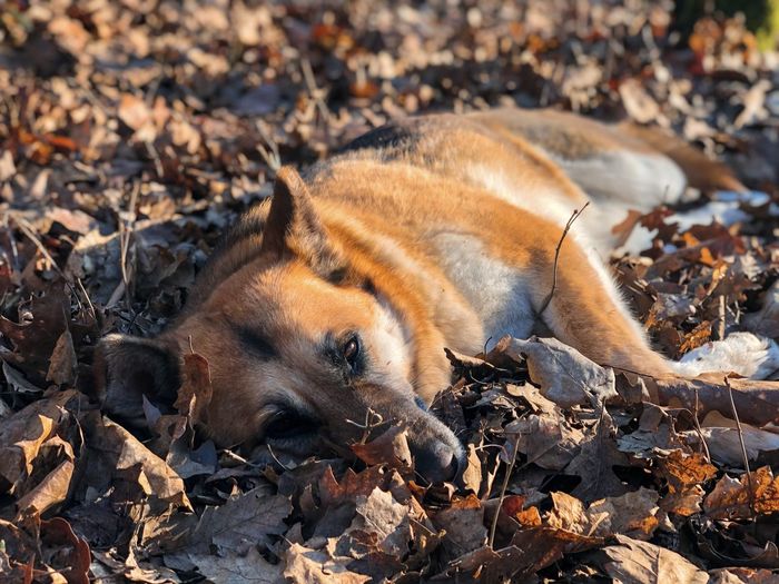View of dog lying down on autumn leaves