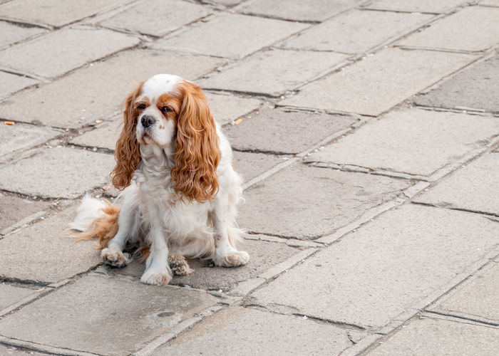 Close-up of spaniel dog sitting on street
