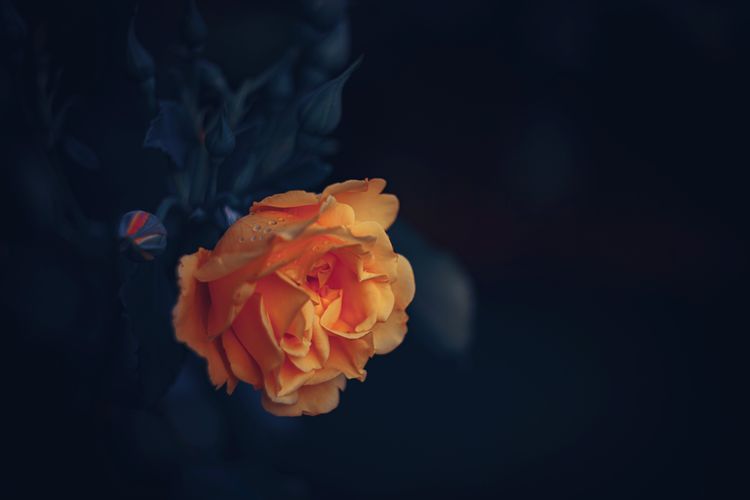 Close-up of orange rose against black background