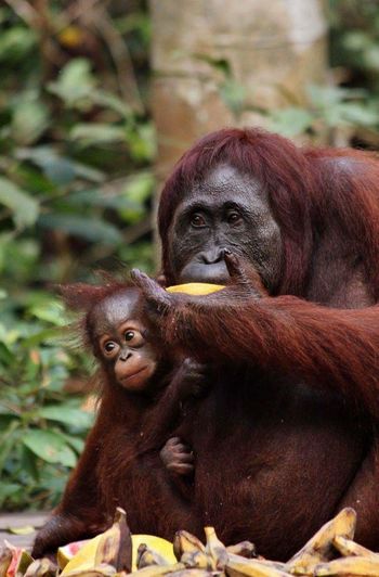 Low angle view of orangutan eating