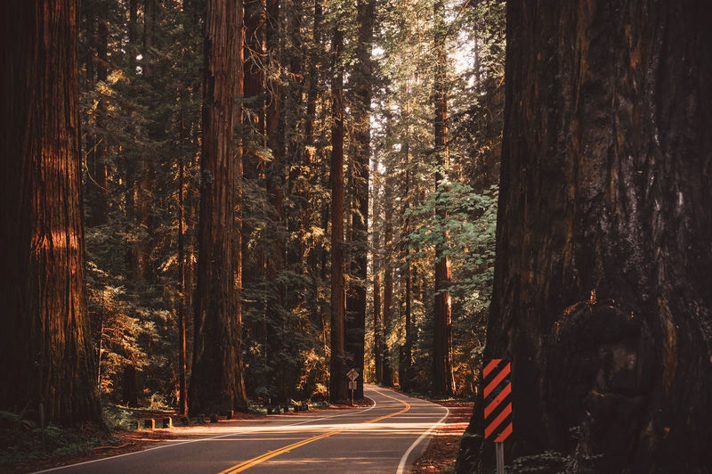 Road amidst giant trees in forest