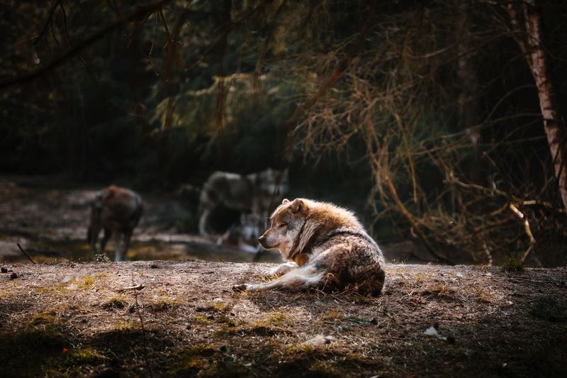 Wolf sitting on field in forest