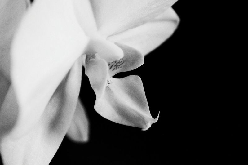 Close-up of flowers over black background