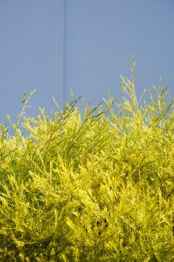 Close-up of plants against clear sky